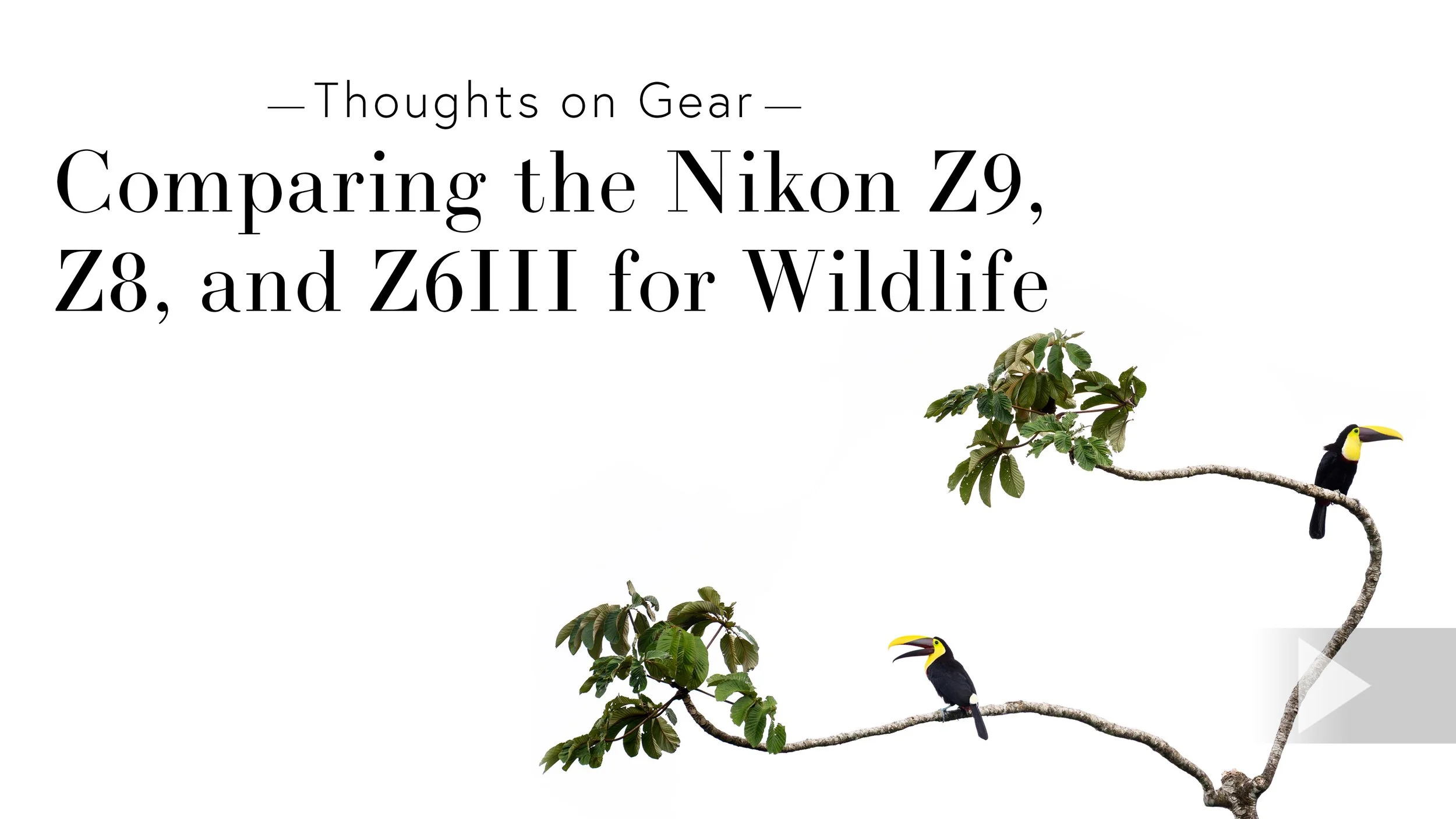 Comparing the Nikon Z9, Z8, and Z6III for Wildlife Photography